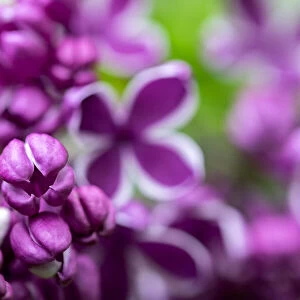 Purple lilac, USA