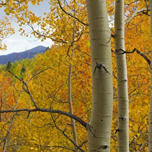 Quaking aspen in full color, Populus tremuloides, New Mexico Rocky mountains