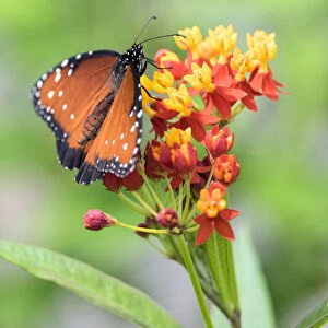 Queen butterfly, Scarlet Milkweed, USA