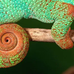 Rainbow Panther Chameleon, Fucifer pardalis, Native to Madagascar