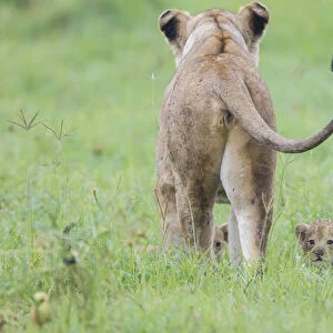 Rear view of lioness facing away, newborn cubs hiding in gras but peering out looking