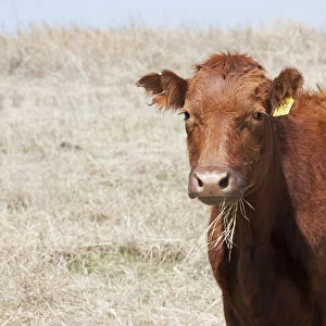 Red Angus cow with grass in mouth