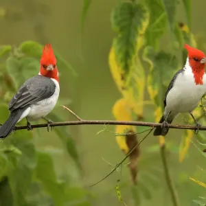 Red Crested Cardinal