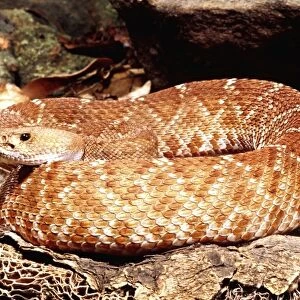 Red Diamond Rattlesnake, Crotalus ruber, Native to Southern California