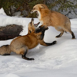 Red Foxes fighting in winter, (Captive) Montana Vulpes vulpes