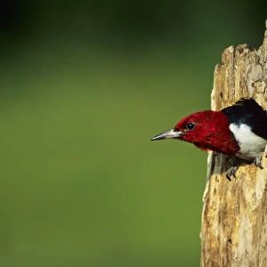 Red-headed Woodpecker (Melanerpes erythrocephalus) in nest cavity, Illinois