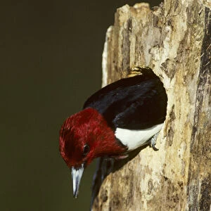 Red-headed Woodpecker (Melanerpes erythrocephalus) exiting nest cavity, Illinois