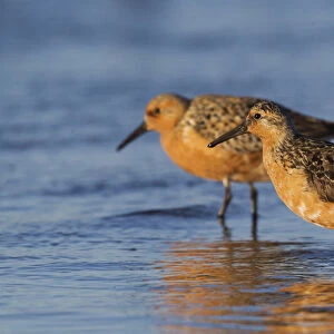 Red Knot Pair