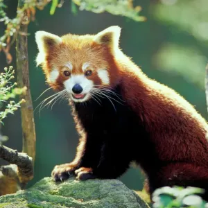 Red Panda Print - Ailurus fulgens Photo Red Panda Print - Ailurus fulgens Photo