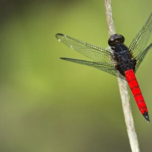 Red-tailed Dragonfly, Odzala - Kokoua National Park, Republic of Congo (Congo - Brazzaville)