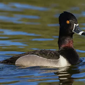 Ducks Collection: Ring Necked Duck