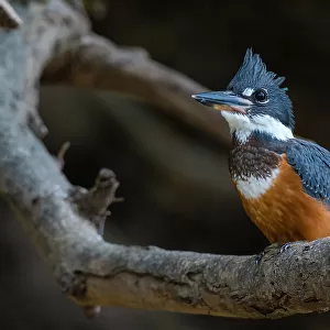 Kingfishers Photographic Print Collection: Ringed Kingfisher