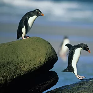 Penguins Collection: Rockhopper