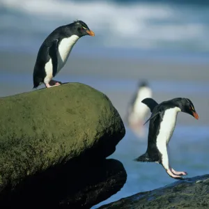 Rockhopper Penguins, (Eudyptes chrysocome), jumping, Saunders Island, Falkland Islands