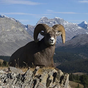 Rocky Mountain Bighorn Sheep Ram; Canadian Rockies
