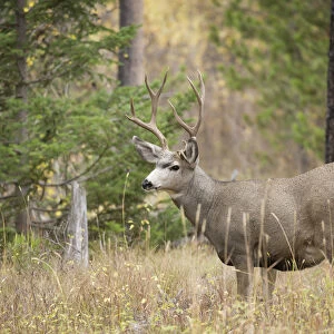 Rocky mountain mule deer buck, Odocoileus hemionus, Signal Mountain, Grand Tetons National Park