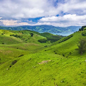 Rolling farmland on the Otago Peninsula, Dunedin, Otago, South Island, New Zealand