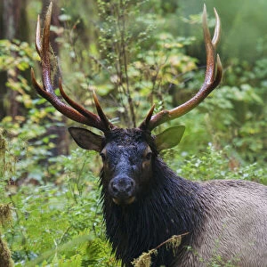 Roosevelt bull elk, Olympic Rainforest