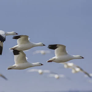 Ross geese flying