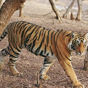 Royal Bengal Tiger coming out of woodland, Ranthambhor National Park, India