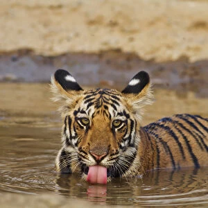 Royal Bengal Tiger cub, drinking water in the waterhole, Tadoba Andheri Tiger Reserve