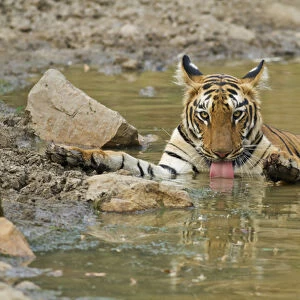 Royal Bengal Tiger, drinking at the waterhole, Tadoba Andheri Tiger Reserve, India