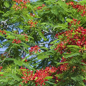 Royal Poinciana tree produces beautiful red flowers