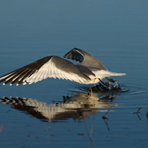 sabines gull, Xema sabini, fishing in a freshwater lake in the National Petroleum Reserves