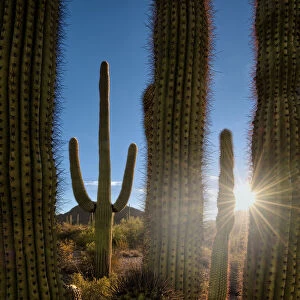 A saguaro cactus creates a window to the desert in Organ Pipe Cactus National Monument