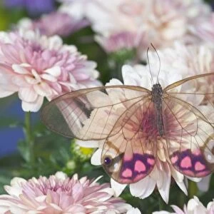 Sammamish Washington Photograph of Butterfly on Flowers, Cithaerias merolina the