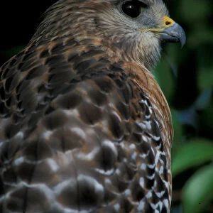 Sanibel Island, FL Red-shouldered hawk, Buteo lineatus, at Ding Darling National