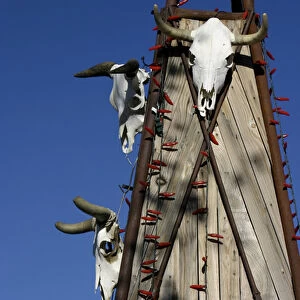 Santa Fe, New Mexico, United States. Cowskulls and chile Christmas lights