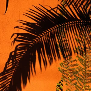 Sao Paulo, Brazil. Shadow of a palm leaf on a terracotta wall, green leaves of climbing