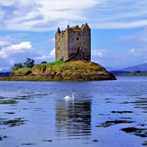 Scotland, Highland, Wester Ross, Loch Linnhe. A lone swan swims near Stalker Castle in Loch Linnhe