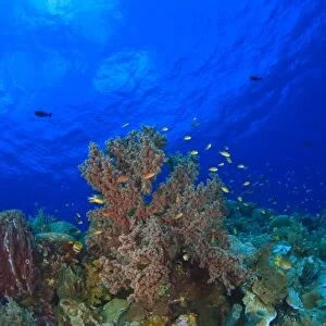 Scuba Diving at Tukang Besi / Wakatobi Archipelago Marine Preserve, South Sulawesi, Indonesia, S