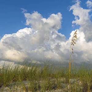 Sea grass and oats frame the dramatic cloudy sky