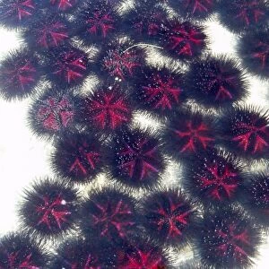 Sea urchins on sandy ocean floor. Sarodrano, Madagascar