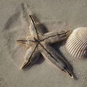 Seashell and starfish, Honeymoon Island State Park, Dunedin, Florida, USA