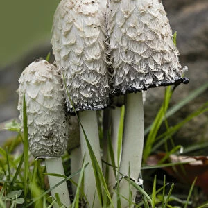 Shaggy Mane or Lawyers Wig mushrooms, Pictured Rocks National Lakeshore, Upper Peninsula