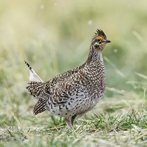 Phasianidae Collection: Sharp Tailed Grouse