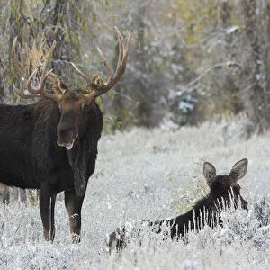 Shiras bull moose courting cow moose
