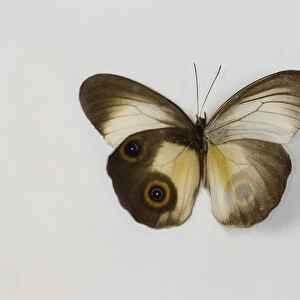 The Silky Owl Butterfly, Taenaris macrops wing comparison top and bottom wings