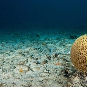 Single head of brain coral on the sea bottom off of Bonaire, N. A