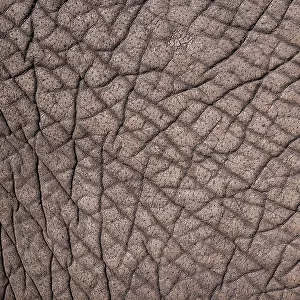 Detail of the skin of an African elephant, Loxodonta Africana. Botswana