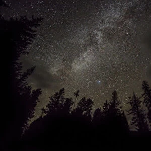 A sky full of stars in the forest in Glacier National Park, Montana, USA