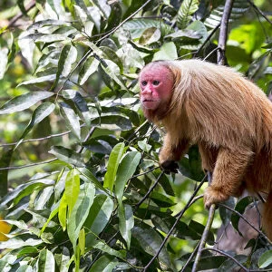 South America, Brazil, The Amazon, Manaus, Amazon EcoPark Jungle Lodge, bald uakari monkey