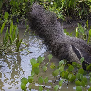 South America. Brazil. A giant anteater (Myrmecophagia tridactyla) in the Pantanal