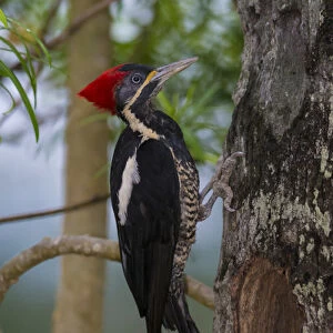 South America. Brazil. Lineated woodpecker (Dryocopus lineatus) in the Pantanal