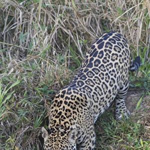 South America, Brazil, Mato Grosso, The Pantanal, Rio Cuiaba, jaguar, (Panthera onca)