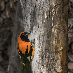 South America, Brazil, Pantanal. Orange-backed troupial on tree
